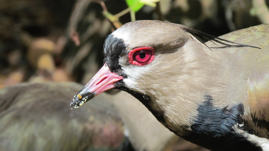 A closeup of the head and beak of an African bird. The face is gray with black around its eyes, which have red pupils. It has long white feathers on top that cover up to its neck. A small pink crest sits atop its head. It also had dark brown or grey plumage around its chest and tail tips. There was some greenish-brown coloration along its wings. On one side there were several short spines sticking out from under its wing feathers. The photo was realistic in the style of photo realistic art. –ar 16:9