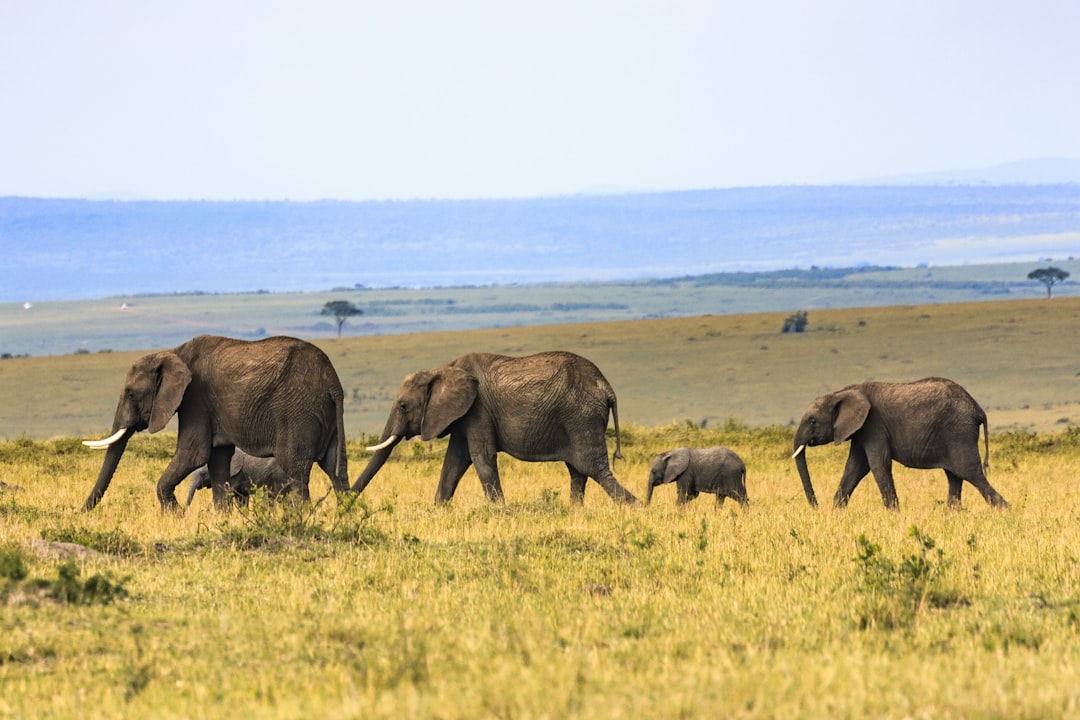 A family of elephants walking across the savannah elderly, with one calf following behind them. The backdrop is an open field stretching to the horizon under clear blue skies. –ar 128:85