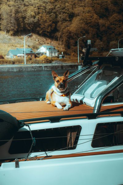 A photo of a cute dog sitting on the deck of an expensive yacht, in front is a modern white motor boat with wooden accents and a wood teak desk, in the background is a small town by a lake with greenery, on a sunny day, taken with a Canon EOS R5. --ar 85:128