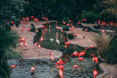 A group of flamingos in the zoo near water with pond, shot from above in the style of unsplash photography. --ar 128:85