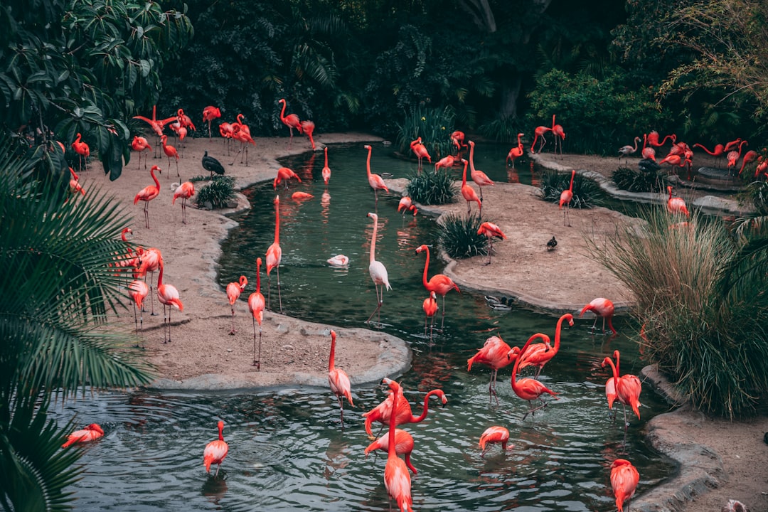 A group of flamingos in the zoo near water with pond, shot from above in the style of unsplash photography. –ar 128:85