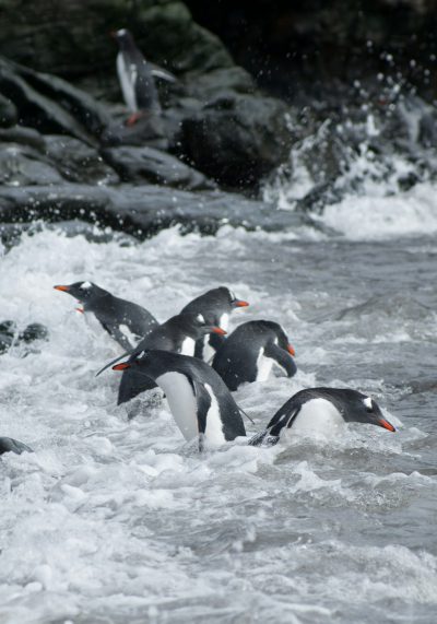 A group of penguins is surfing on the waves in an extremely cold sea, with rocks and ice sculptures visible around them. The photo was taken with a Nikon D800 camera using a telephoto lens. In the center there is one black and pale white feathered bird jumping into the water, surrounded by white foam splashing up from surfacing waves. It has an orange beak, red feet and yellow eyes. There are more penguins around it. High resolution in the style of Nikon D800. --ar 89:128