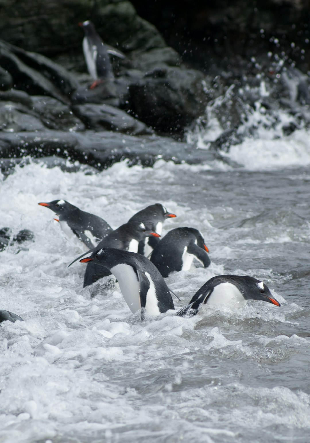 A group of penguins is surfing on the waves in an extremely cold sea, with rocks and ice sculptures visible around them. The photo was taken with a Nikon D800 camera using a telephoto lens. In the center there is one black and pale white feathered bird jumping into the water, surrounded by white foam splashing up from surfacing waves. It has an orange beak, red feet and yellow eyes. There are more penguins around it. High resolution in the style of Nikon D800. –ar 89:128