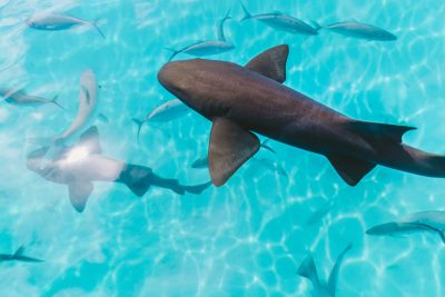 Photo of black smooth shark swimming in clear turquoise water, surrounded by other fish. The background is blurred to emphasize the subject. Use natural light and natural colors for an authentic feel. Capture sharp details on its skin texture. --ar 128:85