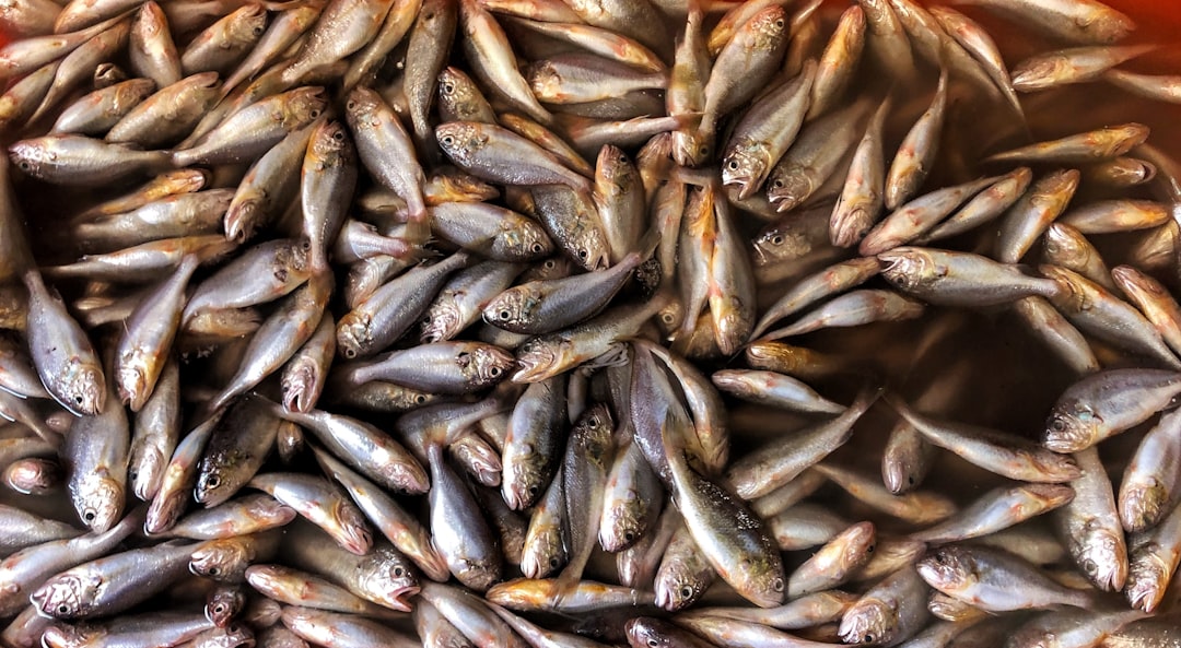 Top view of a pile of small fish in a market, zoomed out, with fish texture and fine details, in a hyper realistic photographic style. High resolution photography with insanely detailed fine details and professional color grading. –ar 64:35