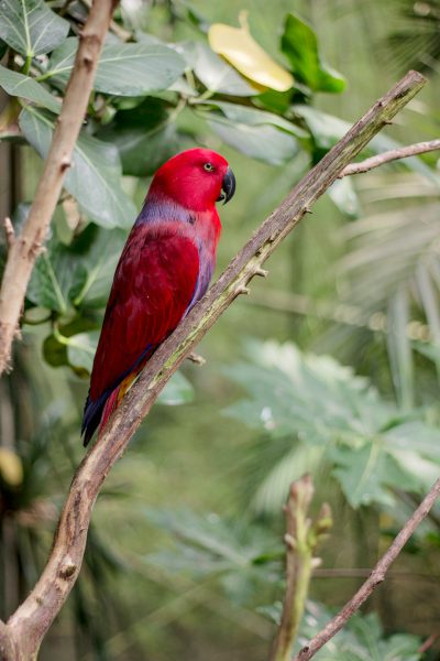 A red parrot with a red head and body along with blue wings perched on a tree branch in a rainforest. Wildlife photography of the colorful bird. A raw photo in the style of Paruteria. --ar 85:128