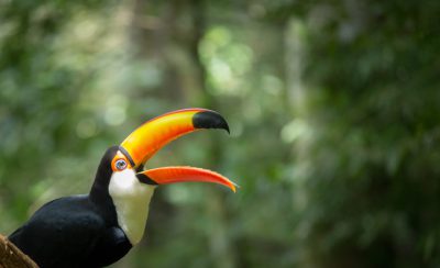 A closeup shot of the toucan's head, with its distinctive black and white plumage and vibrant orange beak is captured against a blurred background of dense rainforest. The photo is in the style of National Geographic. --ar 64:39