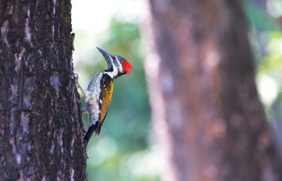 Photo of A blackcrowned woodpecker on the side of an oak tree, with its distinctive red beak and colorful plumage, pecking at bark in a forest setting., beautiful background, stock photo, natural colors, soft light, high quality --ar 64:41