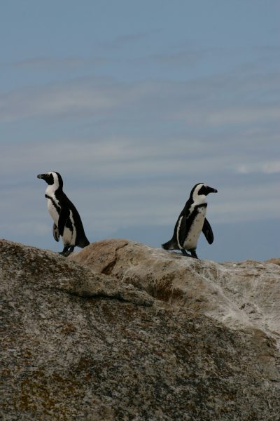 Two penguins dancing on a rock in Cape Town, photo taken from the ground, in the style of Nikon D7000 --ar 85:128