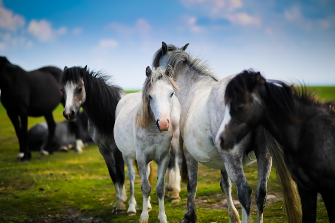 A group of wild horses with black and white manes on the green grass, on a sunny day with a blue sky, in the style of National Geographic photo. –ar 128:85