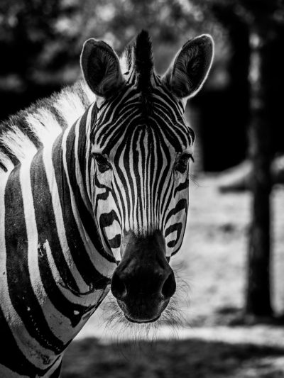 black and white photo of zebra in the zoo, looking at the camera, portrait, taken with a Nikon D850 DSLR in the style of Nikon --ar 3:4