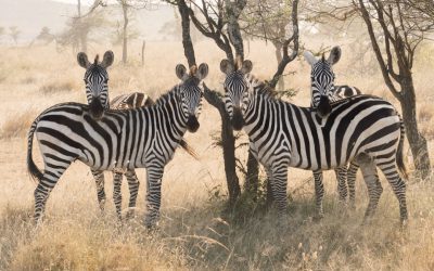 A group of zebras standing under trees on the savannah. The photo is in the style of National Geographic.