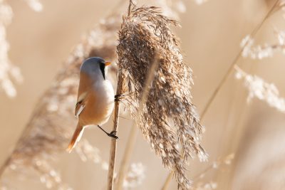 A beautiful photo of the small bird, beardedita in its natural habitat with reeds and a background of sandy colors. The focus is on a single feathered creature perched gracefully atop one of these tall grasses, creating an enchanting scene that captures nature's beauty. This shot highlights the delicate details of both the bird's feathers and the texture of its surroundings, adding depth to the composition. Soft lighting enhances the serene atmosphere, highlighting every detail. The photo has the style of a natural habitat scene in the soft lighting and focus on details that is reminiscent of naturalist photographers. --ar 128:85