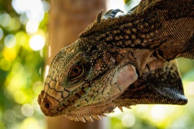 A closeup shot of the head and neck, focusing on intricate scales or patterns in green and black colors with some white, an iguana hanging from a tree branch, set against a backdrop of lush rainforest under soft morning light, captured in the style of Canon EOS camera with EFS lens at an f/8 aperture setting to capture sharp details and vibrant colors. --ar 128:85