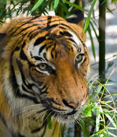 A closeup of an Asian tiger eating bamboo, its stripes blending in with the greenery in the backdrop of climbing plants and trees. The focus is on its face in detailed, high resolution captured with a Canon EOS A7R IV camera and macro lens. --ar 109:128