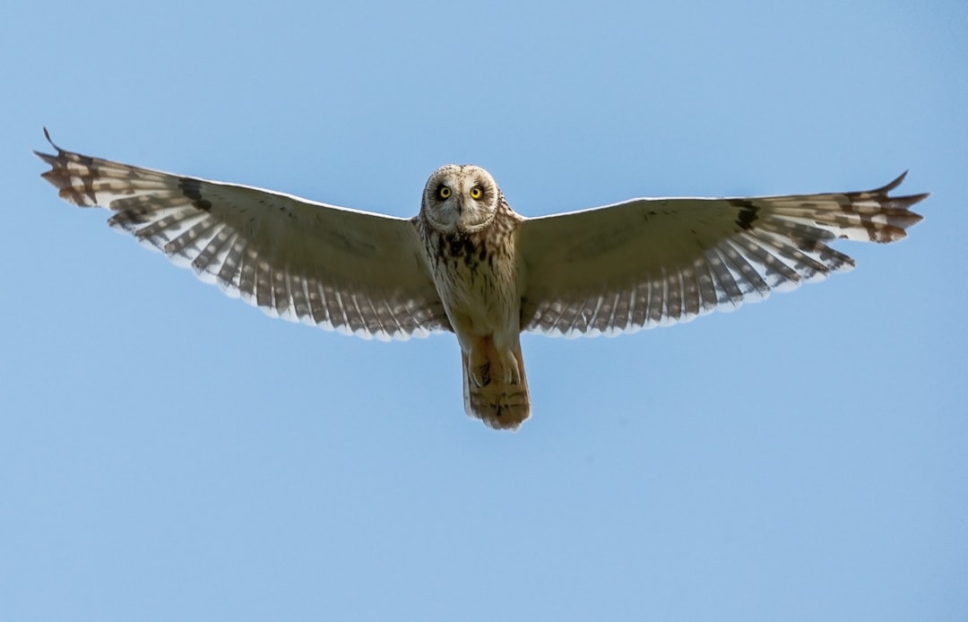 Shorteared owl flying in the blue sky, photo in the style of Nikon d850, focal length 32mm lens f/4 aperture –ar 64:41