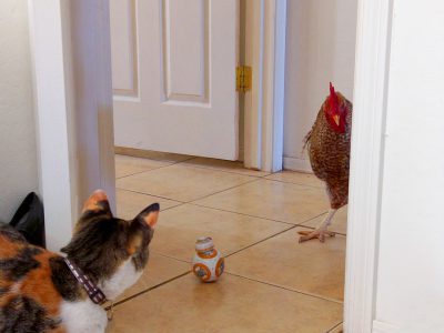 A photo shows an orange and white calico cat walking into the bathroom door. In front is a Star Wars droid in the style of CalcWap, next to him stands an angry rooster with red tail feathers. They look at each other curiously as if it's the first time meeting. A black plastic bag sits on the ground beside them on a tan ceramic tile floor. Natural light comes in from a window, with white walls. --ar 4:3