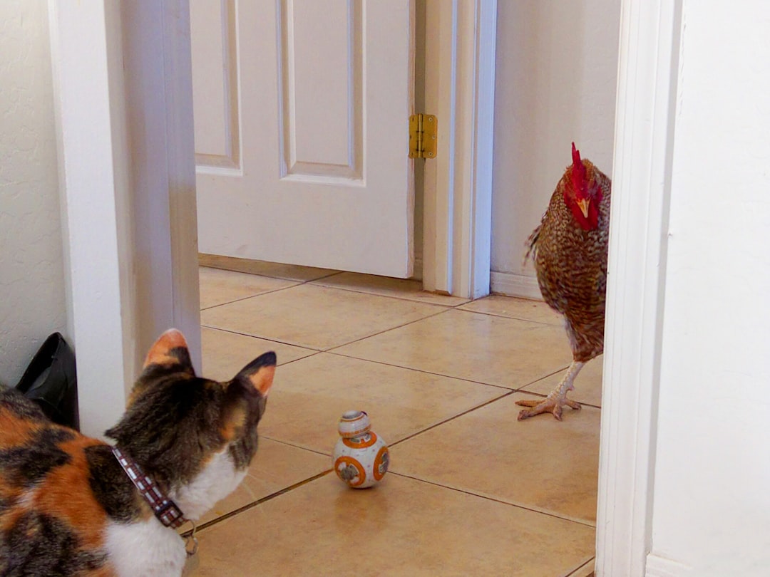 A photo shows an orange and white calico cat walking into the bathroom door. In front is a Star Wars droid in the style of CalcWap, next to him stands an angry rooster with red tail feathers. They look at each other curiously as if it’s the first time meeting. A black plastic bag sits on the ground beside them on a tan ceramic tile floor. Natural light comes in from a window, with white walls. –ar 4:3