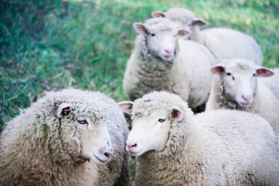 A group of sheep with washed wool, looking at the camera in an outdoor setting with a grassy background. It is a close up photo with a shallow depth of field and natural lighting, rendered in a photo realistic style. --ar 128:85