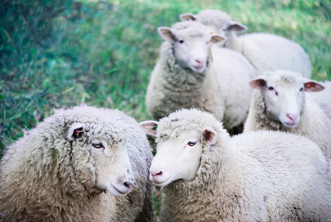 A group of sheep with washed wool, looking at the camera in an outdoor setting with a grassy background. It is a close up photo with a shallow depth of field and natural lighting, rendered in a photo realistic style. –ar 128:85