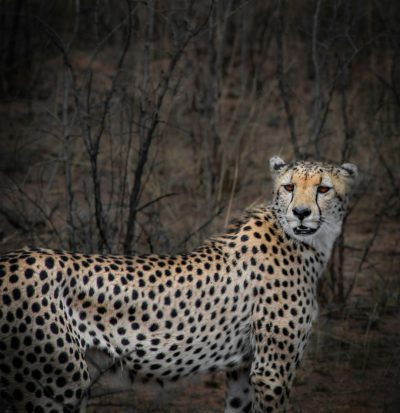 A Cheetah in the wild, in a National Geographic photo taken in the style of Nikon D850.