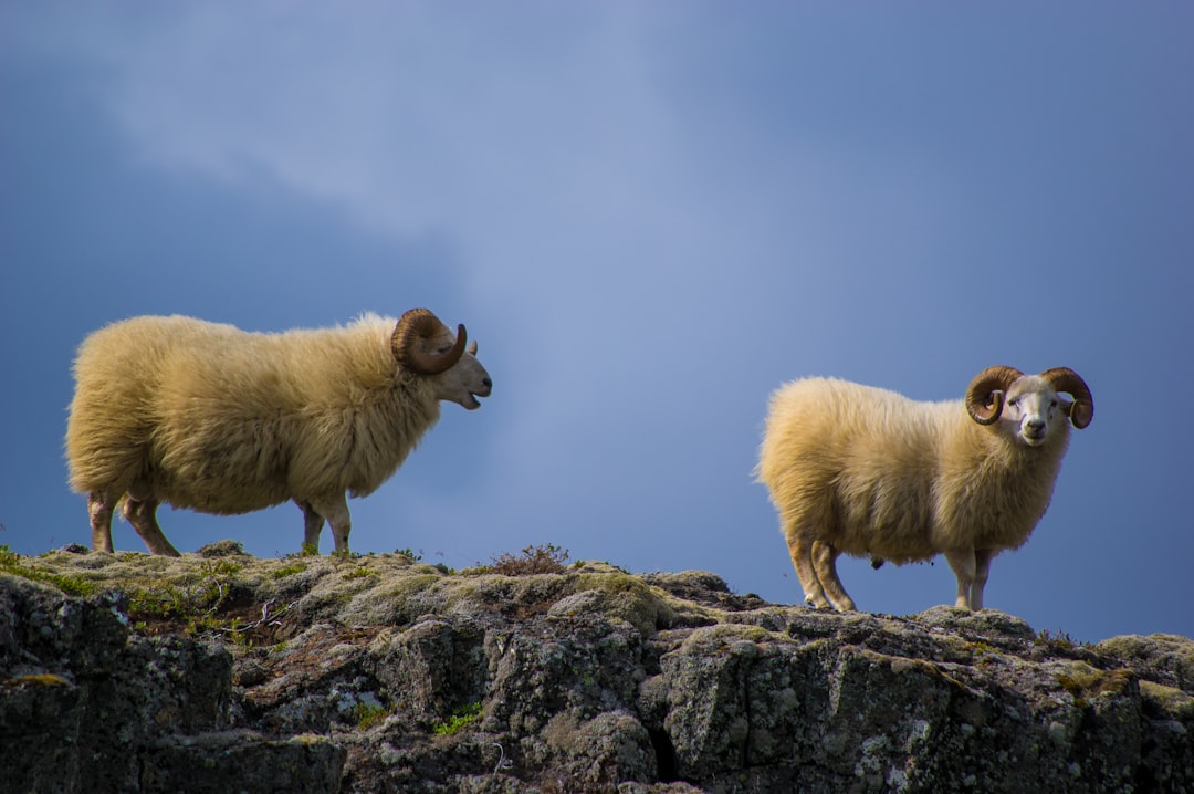 Two Icelandic sheep on top of the rock under a clear blue sky, photographed with a Nikon D850 DSLR using a Nikkor AFS 24-70mm f/3.5-5.6G ED VR lens in the style of landscape photography. –ar 128:85