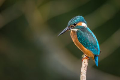 Photo of a Kingfisher bird sitting on a stick with beautiful colors in natural light and a blurred background, taken with an 85mm lens at an f/2 aperture. --ar 128:85