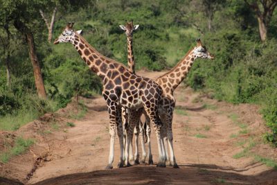 Three giraffes stand on the dirt road in front of green trees, ready to cross it together. The photo uses wide-angle lenses and natural light to highlight their tall bodies and long necks. They have brown spots with white lines that outline them beautifully. Their heads look up slightly as if they will use these expressive body language techniques to flight or run away from something. in the style of --ar 128:85