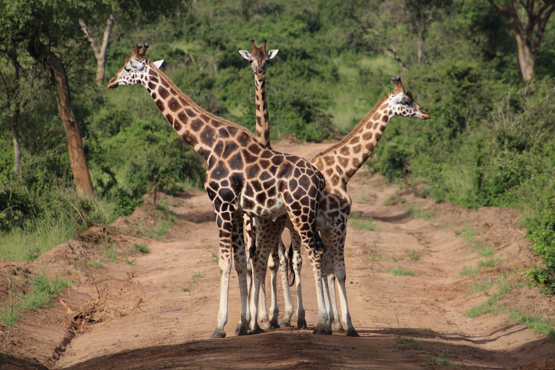 Three giraffes stand on the dirt road in front of green trees, ready to cross it together. The photo uses wide-angle lenses and natural light to highlight their tall bodies and long necks. They have brown spots with white lines that outline them beautifully. Their heads look up slightly as if they will use these expressive body language techniques to flight or run away from something. in the style of –ar 128:85