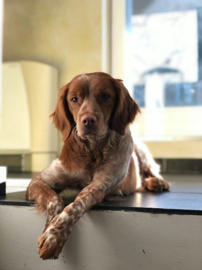 A brown and white brindle smoothhaired spaniel with light amber eyes, lying on the counter of an office in New York City. The dog is looking at me intently. He has long legs and his fur looks soft and clean. In front there is a window that shows another building across from it. It’s sunny outside and you can see some sunlight coming through the clouds. There should be some people walking around in the background. Photo taken with a Nikon Z6 camera with a Nikkor AI 35mm f/2G lens in the style of Nikon; --ar 3:4