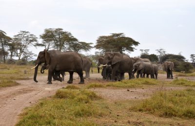 A herd of elephants is walking along the dirt road in an African savannah, surrounded by grass and acacia trees under a grey sky. The animals have long trunks with white tusks hanging from their heads. One elephant has its trunk raised while another appears to have its trunk folded up against its body. They appear friendly as they walk together on the path. In front of them stand two small children who look curious at what is going around them. --ar 128:83