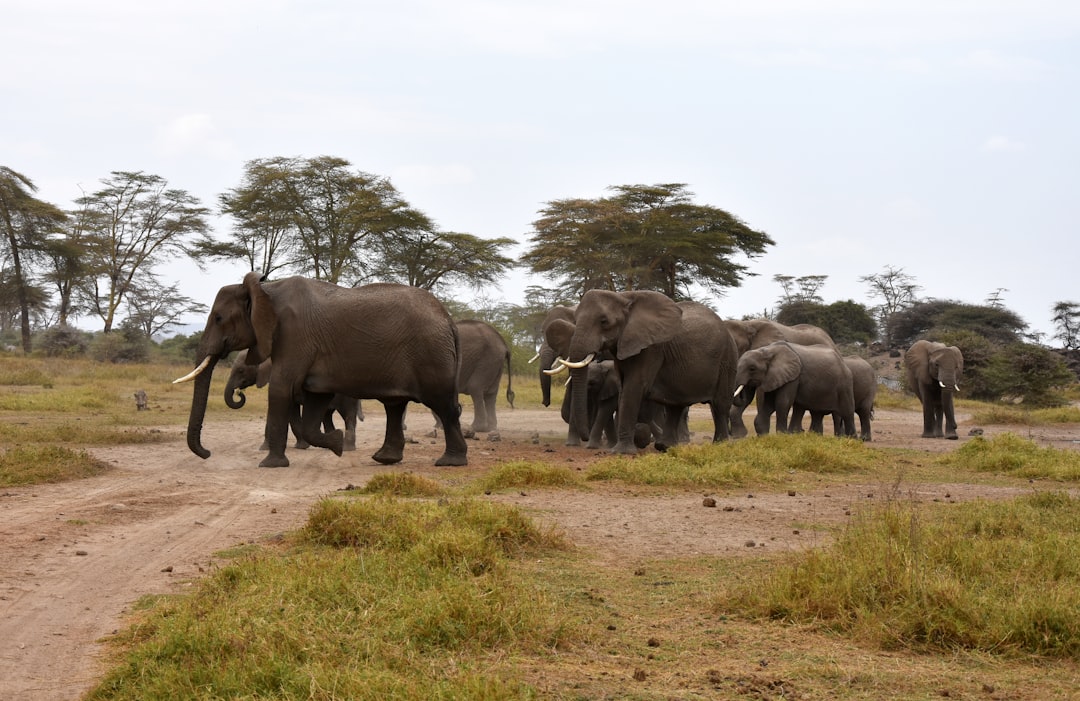 A herd of elephants is walking along the dirt road in an African savannah, surrounded by grass and acacia trees under a grey sky. The animals have long trunks with white tusks hanging from their heads. One elephant has its trunk raised while another appears to have its trunk folded up against its body. They appear friendly as they walk together on the path. In front of them stand two small children who look curious at what is going around them. –ar 128:83