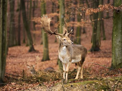 Photo of a fallow deer with large antlers standing in a forest during autumn in Germany. The deer stands proudly displaying its antlers in the style of a painting by Bruegel the Elder. The forest has an orange and yellow hue to its leaves, depicting the changing of the seasons to fall. --ar 4:3