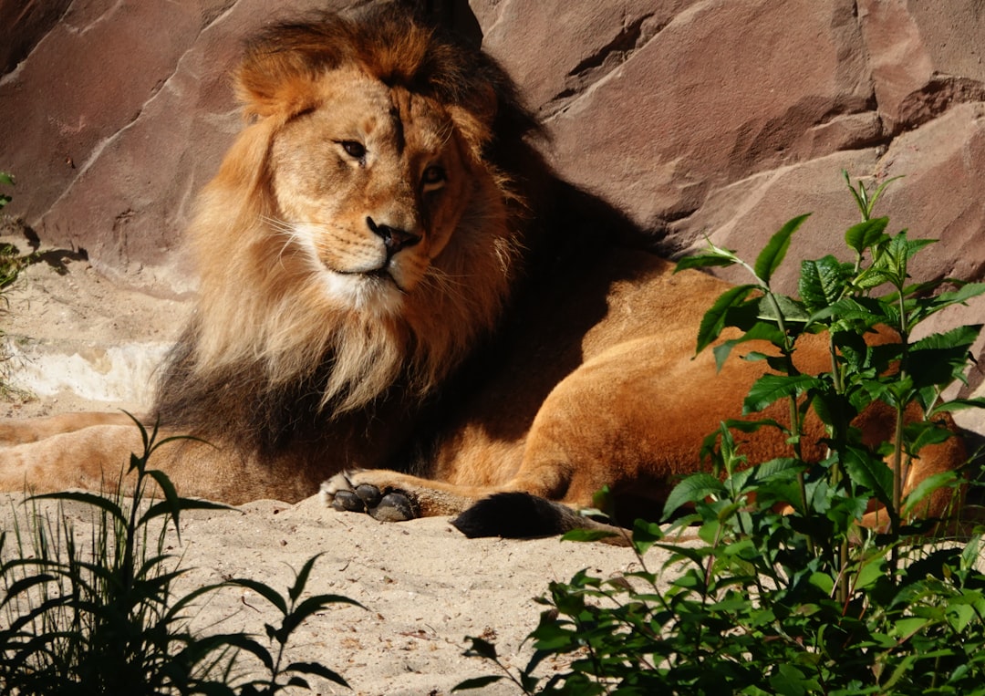 A majestic lion lounging in the sun, surrounded by rocks and greenery at an animal park, in the style of photorealistic. –ar 64:45