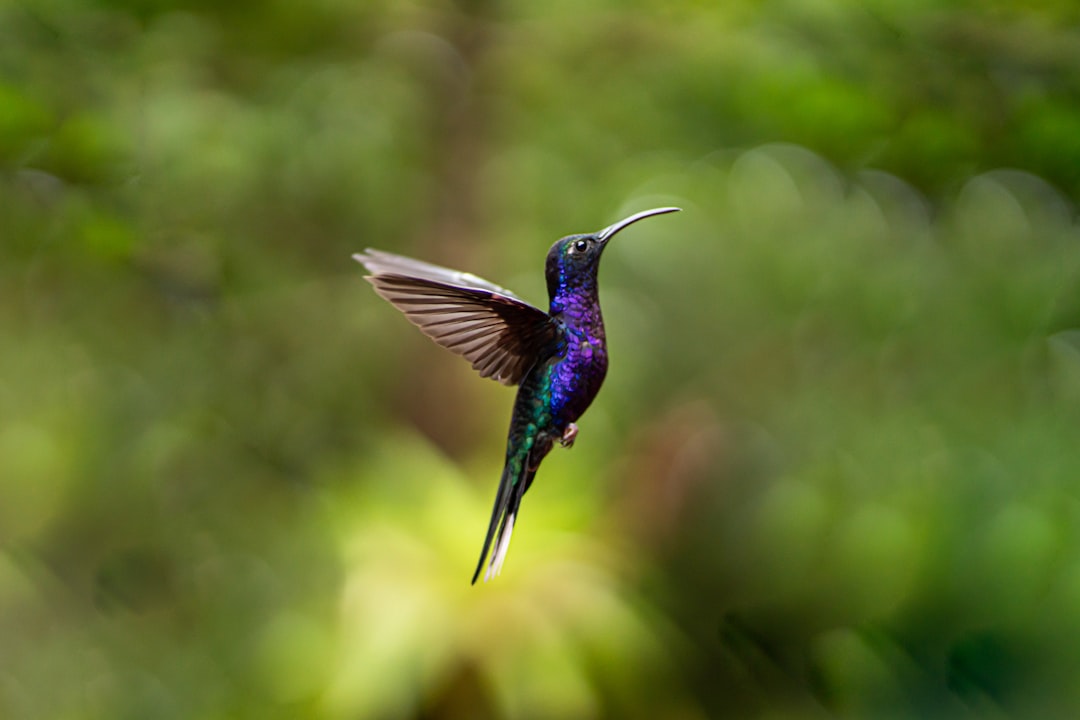 Black and purple hummingbird flying in the air over green forest, defocused background, blurred nature photography, professional color grading, soft shadows, no contrast, clean sharp focus, highend retouching, food magazine photography, –ar 128:85