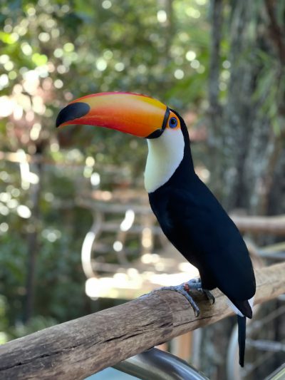 A toucan bird from Brazilian nature that you can see in diverse places like parks. The photo was taken with an iPhone camera and shows the beautiful colorful beak of the black and white body on wooden beams at the entrance area of Linsol. In front is blurred green foliage and trees. It's sunny outside and there are people walking around. --ar 3:4