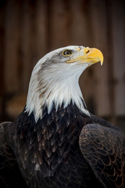 A majestic bald eagle, portrait photo, closeup shot, against the backdrop of an American farm. The scene is captured in high resolution using a Canon EOS5D Mark III camera with a macro lens for intricate details and sharp focus on its black feathers, white head, yellow beak, piercing eyes, strong wings spread wide, standing tall against the rustic wooden walls. This is a detailed, high-quality photograph that showcases every detail of its regal presence in the style of a photograph. --ar 85:128