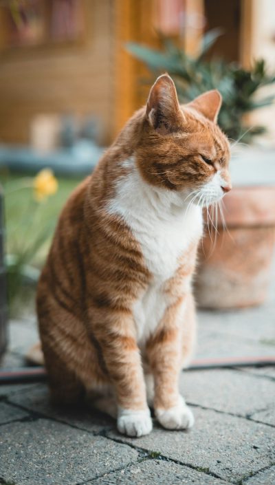 A chubby orange and white cat sits on the ground, looking sideways at an outdoor garden in front of it. The photo was taken with a Canon eos r5 using natural light. It has a shallow depth of field with a blurred background. This scene conveys warmth through warm tones and soft lighting in the style of a painting.