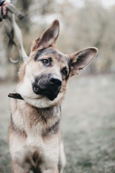 A German Shepherd mixed breed dog with large ears standing on grass, looking at the camera while being attached to its owner by leash, close up shot, captured using Canon EOS R5 mirrorless lens --ar 85:128