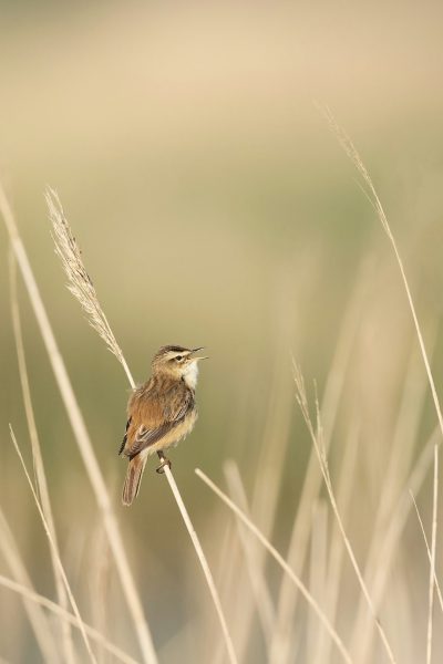 A small bird perched on the top of tall grass, singing its song in an open field, with soft pastel colors and a blurred background. The focus is sharp against a light brown background, capturing the delicate details of both the birds feathers and structure. --ar 85:128