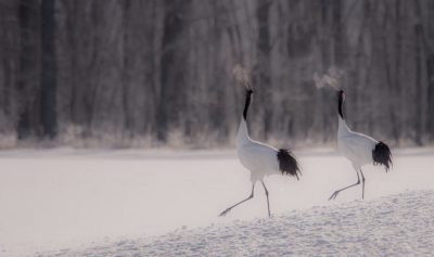 Red-crowned cranes dance in the snow, in the style of Nikon D850. --ar 32:19