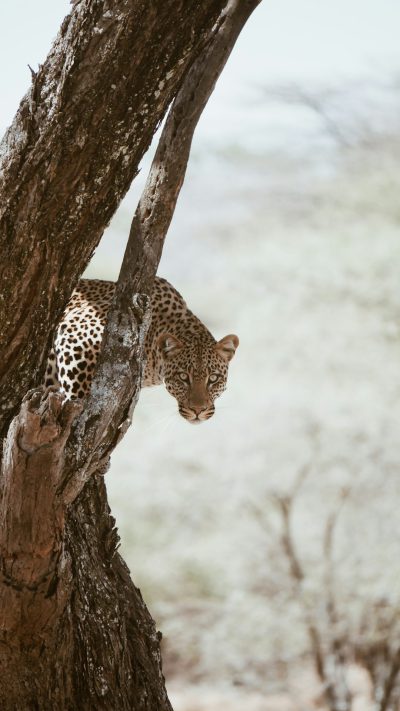 A leopard climbing up the trunk of an acacia tree, in the style of National Geographic photo, real life photography, professional color grading, soft shadows, no contrast, clean sharp focus digital photography --ar 9:16