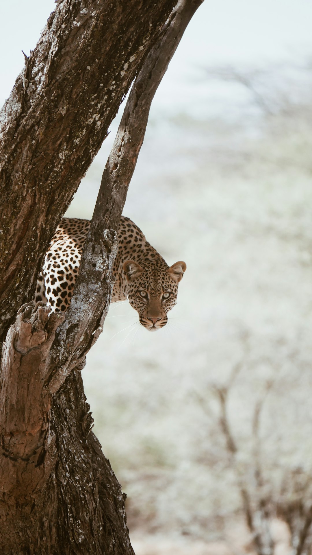 A leopard climbing up the trunk of an acacia tree, in the style of National Geographic photo, real life photography, professional color grading, soft shadows, no contrast, clean sharp focus digital photography –ar 9:16