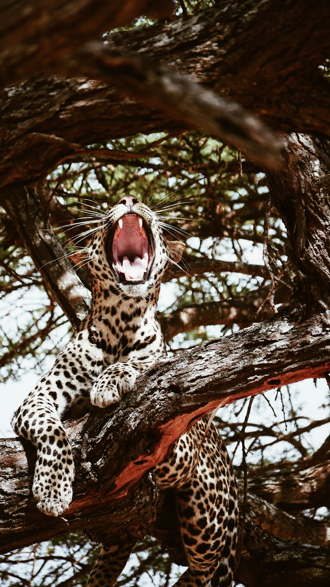 A leopard barking on a tree branch, in the style of national geographic photography. –ar 9:16