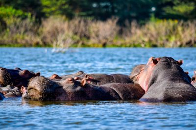 A group of hippos resting in the water near their pile. The wildlife photography was taken with a Nikon D850 and wideangle lens, featuring vibrant colors and natural lighting in an African savannah setting. --ar 32:21