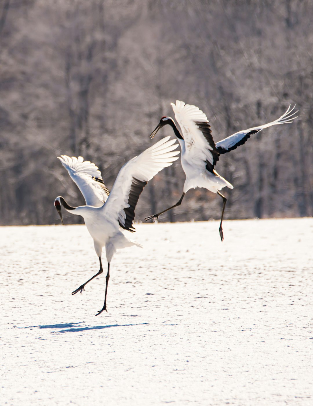 Two red-crowned cranes dance gracefully in the snow, with their long legs flying and landing on both feet. The background is blurred trees, creating an elegant atmosphere of natural scenery. High definition photography photos were taken using Canon cameras, with meticulous details, exquisite textures, and natural colors. Bright sunlight shines through, presenting soft side lighting effects. in the style of natural photography. –ar 49:64