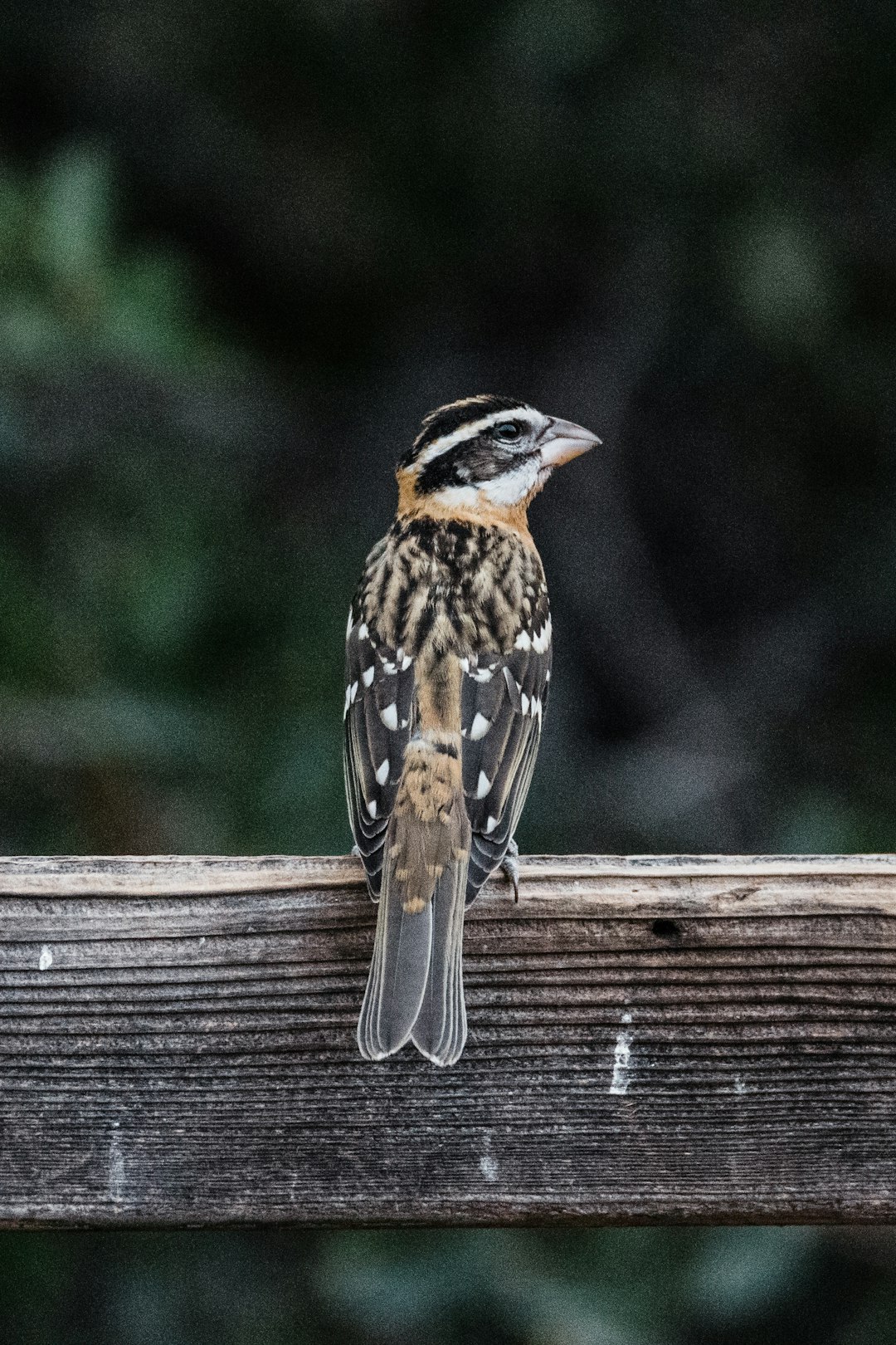 A small bird with black and white stripes sits on the edge of an old wooden fence, its head tilted to one side as it looks at something in front or behind it. The background is blurred but shows trees or other plants, indicating that there’s/are no people around for this photo., focus stacking, color photography, colorism, FHD, high resolution –ar 85:128