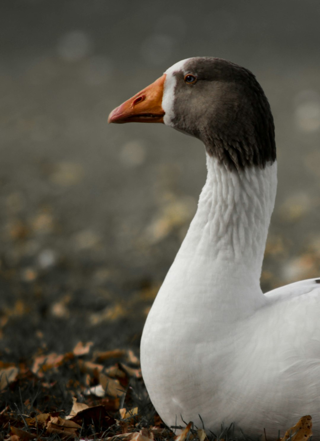 A white and brown necked goose, sitting on the ground with leaves around it, looking sideways at something in front of it, closeup, professional photography, high definition, sharp focus, in the style of canon eos r5. –ar 23:32