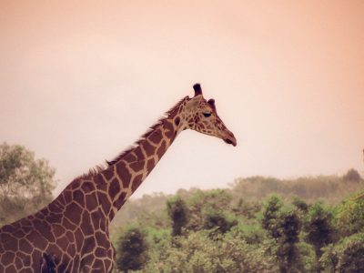 A giraffe in the African savannah, in the style of a vintage photo, muted pastel colors, soft focus on the trees and sky, grainy texture for a film look, warm tones with a touch of cool green to highlight the wildlife, low angle view capturing the majestic creature's head and neck, dreamlike quality with a hint of surrealism, emotional connection between human eye contact and the animal gaze. --ar 4:3