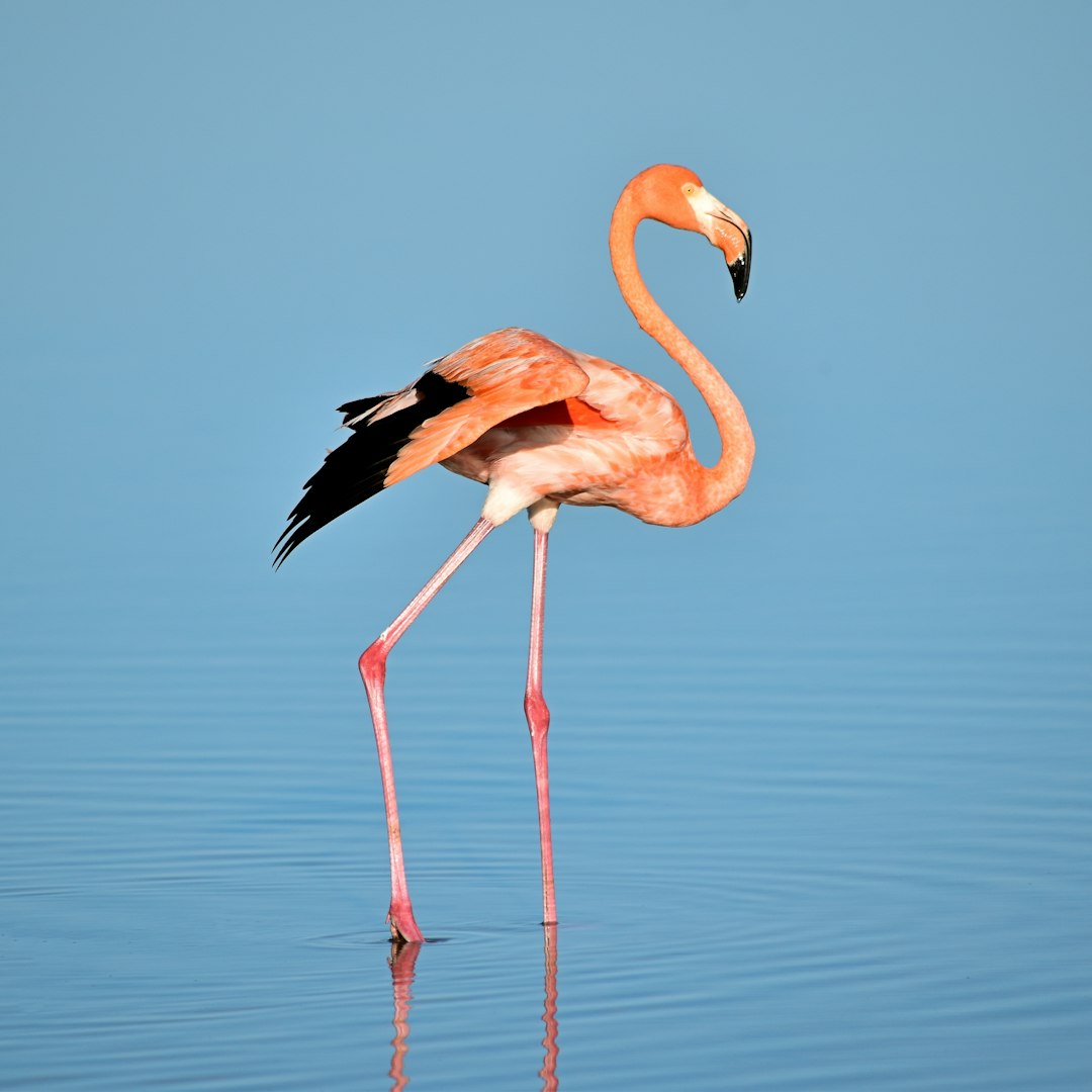 A flamingo gracefully standing in the water, its long legs perfectly balanced on top of each other as it looks around for food. The sky is a clear blue above and reflecting off the calm waters below.